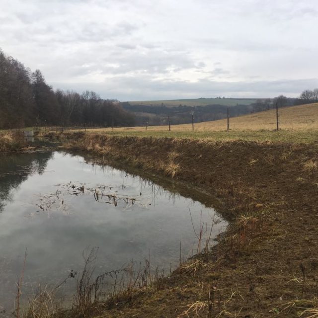 Mokřad u Podolí | foto: Karolína Wernerová,  Český rozhlas
