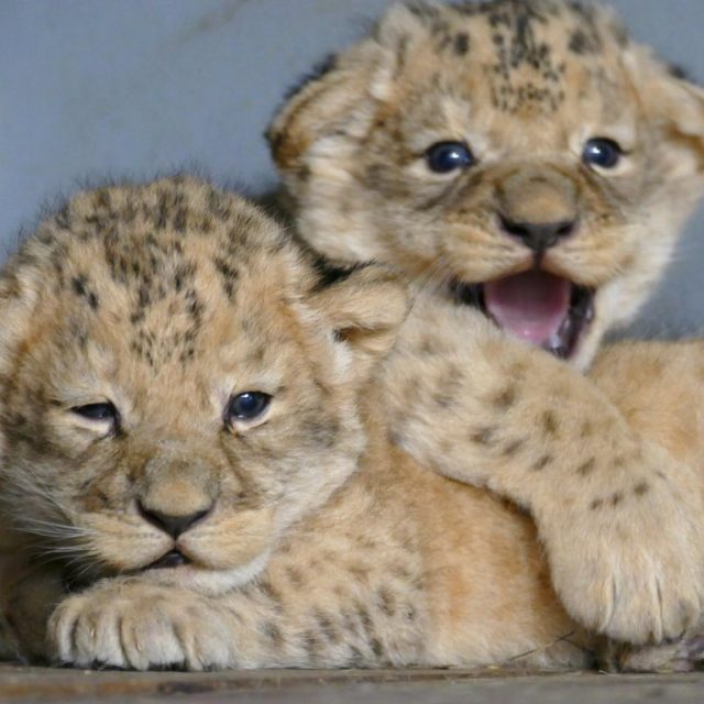 Lvíčata se narodila na konci prosince v brněnské zoo. | foto:  Zoo Brno