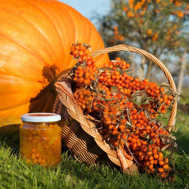 Zátiší s rakytníkem | foto: Jitka Slezáková,  Český rozhlas