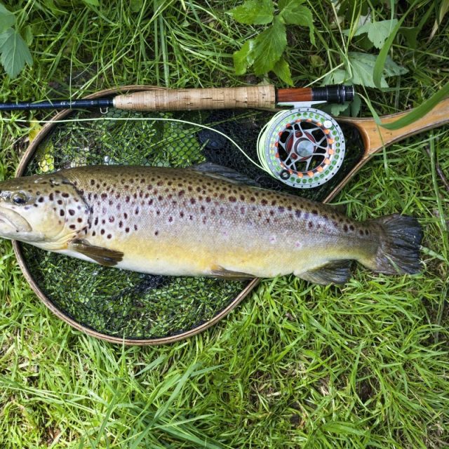 Pstruh obecný,  forma potoční  (náš původní) | foto: Pavel Vrána