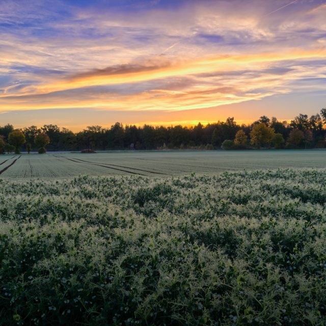 Babí léto | foto: Fotobanka stock.xchng,  Andreas Krappweis