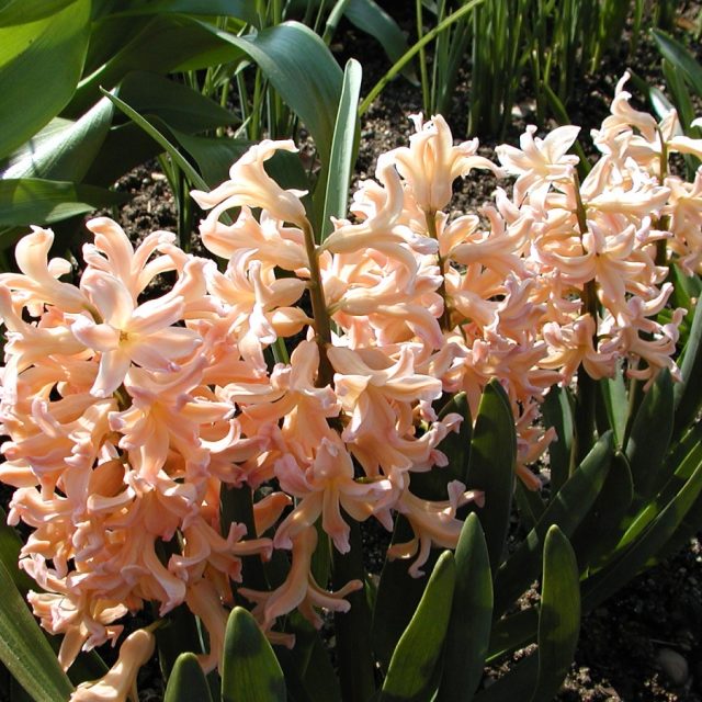 Zahradu oslní rozhodně hyacinty,  tvrdí zahradník Eduard Chvosta | foto:  Archiv Botanické zahrady hl. m. Prahy v Troji