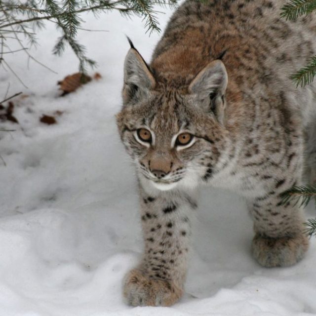Rys ostrovid | foto: Václav Hřebek
