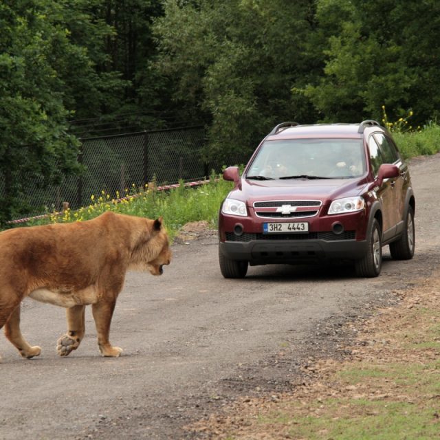 Lví safari,  ZOO Dvůr Králové nad Labem | foto: Zdeněk Čermák