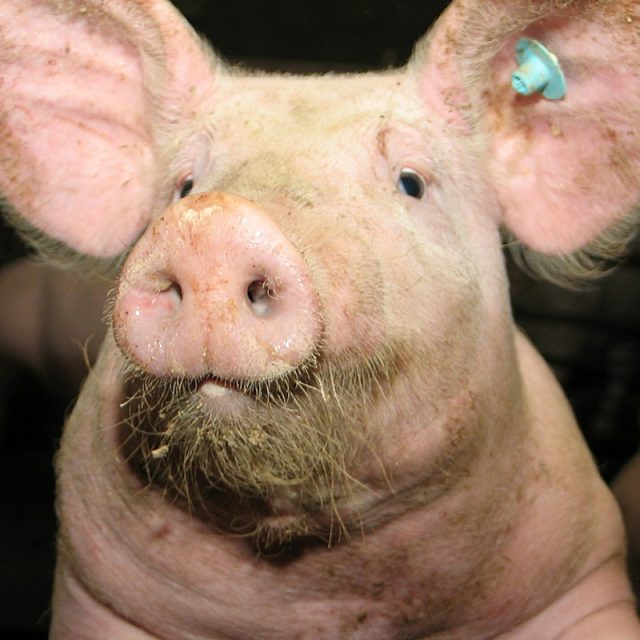 Chovatelé musí registrovat prasata | foto: Fotobanka Pixabay