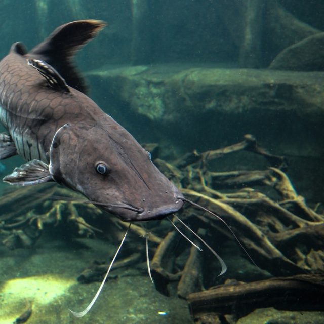 sumec | foto: Fotobanka Pixabay