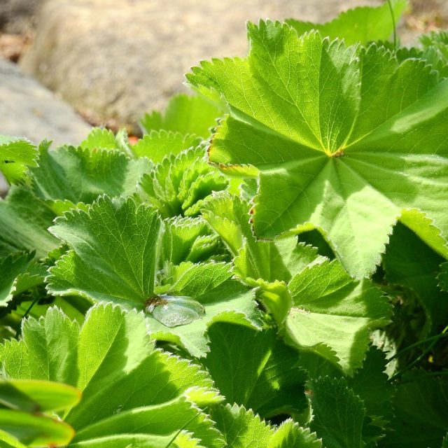 Kontryhel | foto: Fotobanka Pixabay