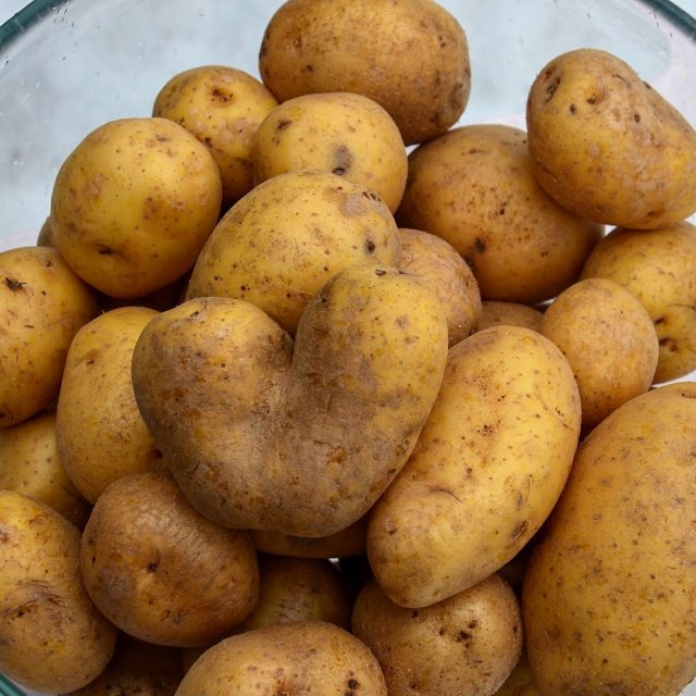 Brambory | foto: Jolana Nováková,  Český rozhlas