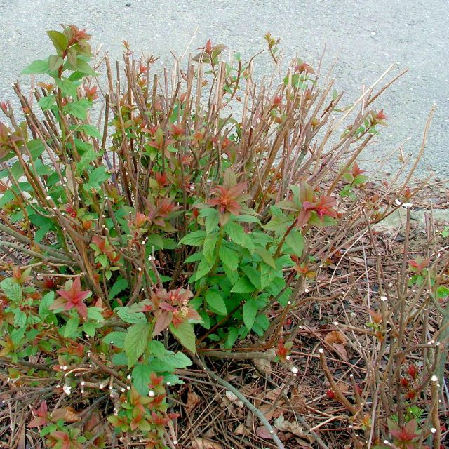 Tavolník ze skupiny bumalda i po tvrdém předjarním řezu v létě krásně pokvete | foto: Jolana Nováková,  Český rozhlas