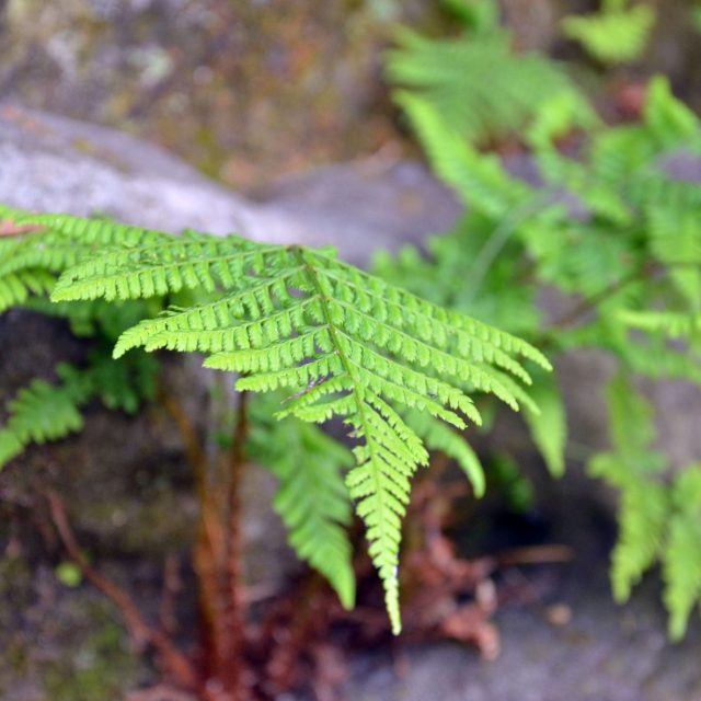 Kapradiny do stinných míst | foto: Jolana Nováková,  Český rozhlas