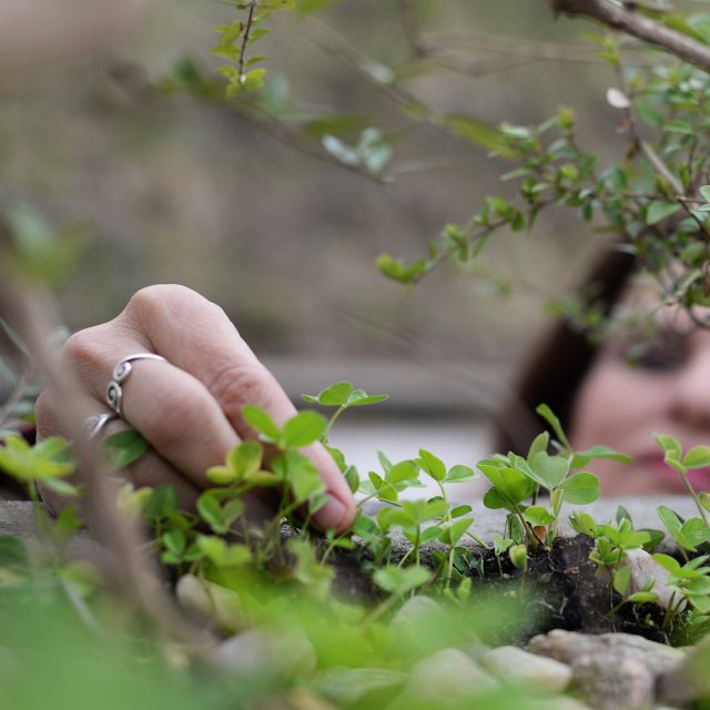 V kuchyni se dají využít i svěží lístky jetele | foto: Jan Ptáček,  Český rozhlas