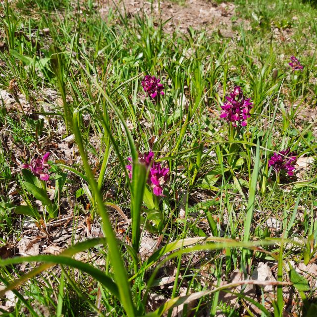 V Bílých Karpatech kvetou orchideje | foto: Michal Sladký,  Český rozhlas