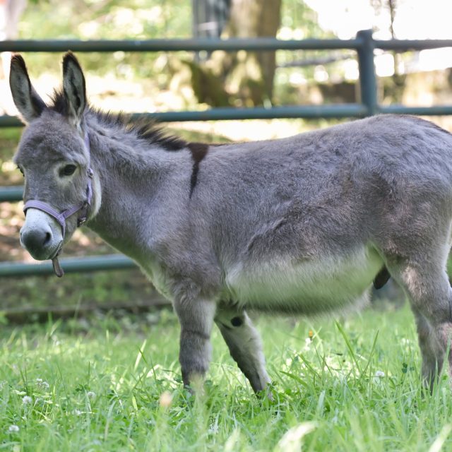 Zakrslý oslík Willem | foto: Dalibor Glück,  ČTK