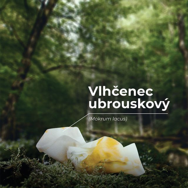 Vlhčenec ubrouskový - startuje kampaň Není zvěř jako zvěř | foto: Správa Krkonošského národního parku