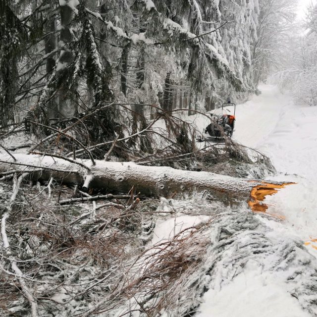 Spadlý strom,  který v Javorníkách zranil lyžařku | foto: Horská služba