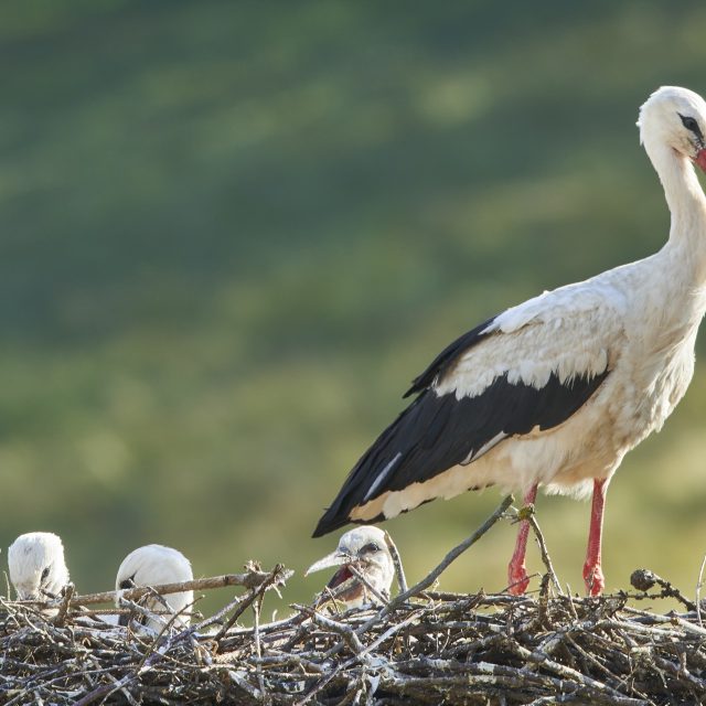 Příběh Bohouše a Bohunky,  čápů na komíně v Bohuslavicích | foto: Tomáš Prouza - Čapí hnízdo v Bohuslavicích