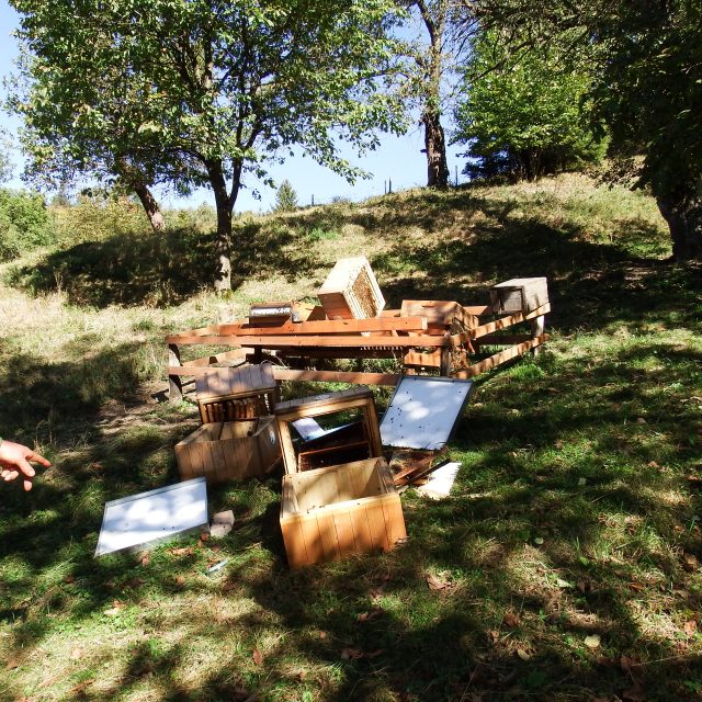 Medvěd na Vsetínsku ničil úly a trhal ovce | foto: Správa CHKO Beskydy