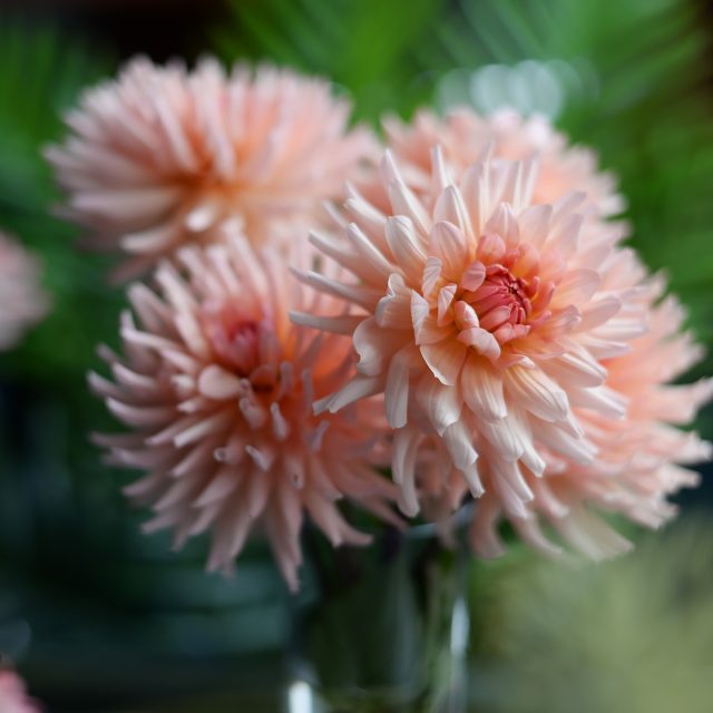 Jiřina jménem Klára | foto: Jan Ptáček,  Český rozhlas