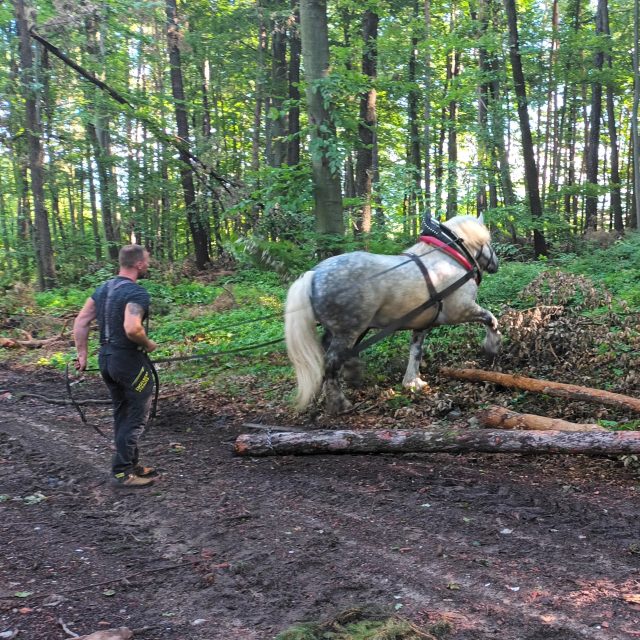 Stahování dřeva koňmi,  kůň Galopin s kočím Janem Domaníkem v Lípě u Zlína | foto: Silvie Pospíšilová,  Český rozhlas