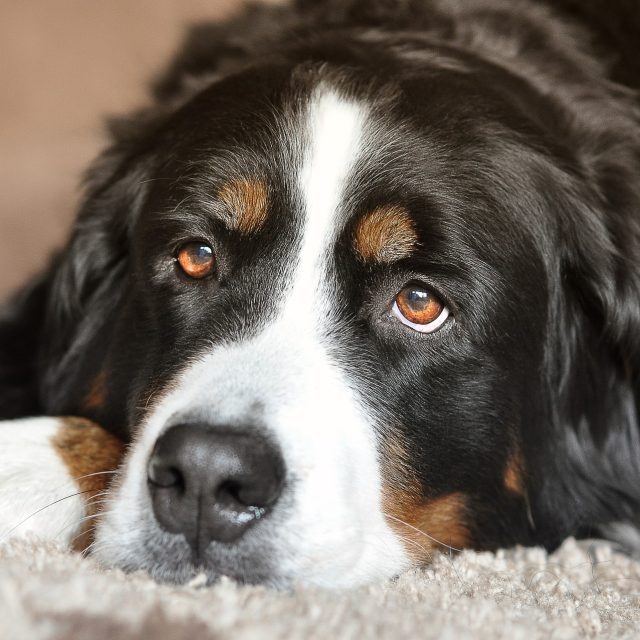 Pes  (ilustrační foto) | foto: Fotobanka Pixabay