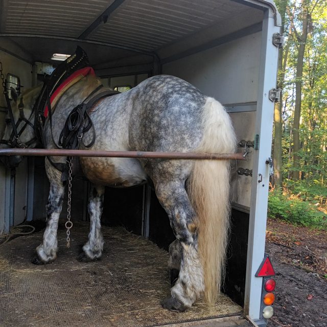 Stahování dřeva koňmi,  transport koní,  kůň Galopin s kočím Janem Domaníkem v Lípě u Zlína,  Galopin váží víc než tunu | foto: Silvie Pospíšilová,  Český rozhlas