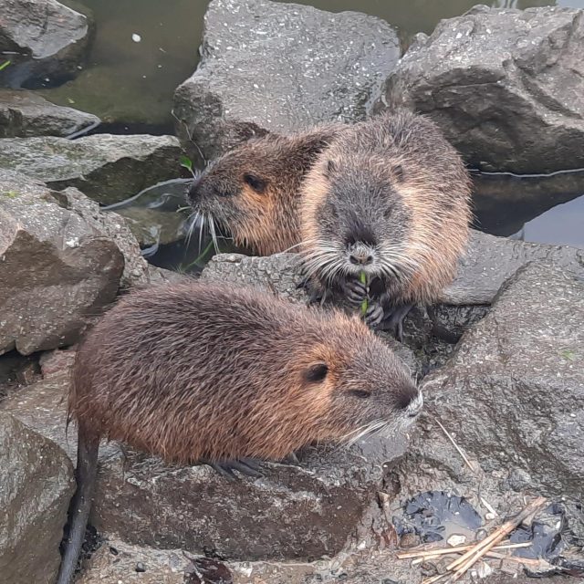 Nutrie pod mostem v Uherském Hradišti | foto: Michal Sladký,  Český rozhlas