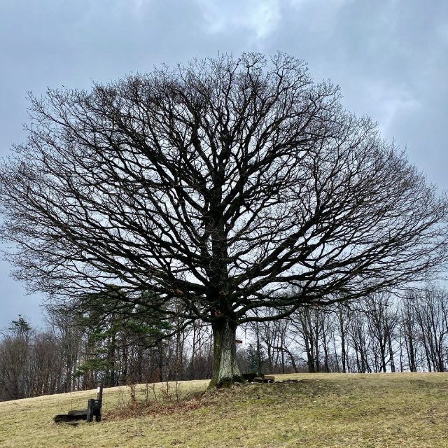 Dub na Jahodisku se v roce 2014 účastnil ankety Strom roku | foto: Karolína Wernerová,  Český rozhlas