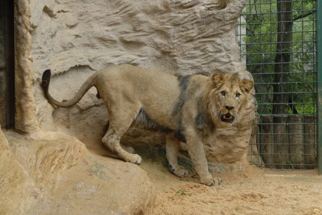 Matýsek - lev berberský | foto: Zoo Plzeň