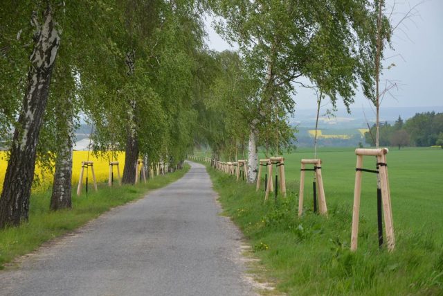 Alej podél silnice Újezdec – Růžový palouček | foto:  Správa a údržba silnic Pardubického kraje