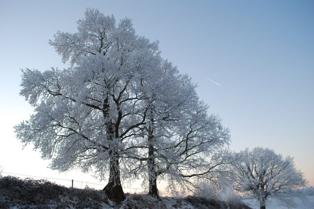 příroda v zimě,  stromy,  mráz,  zima | foto: CC0 Public domain