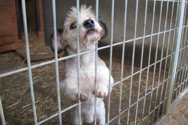 Lidé,  kteří si vezmou psa z útulku,  budou osvobozeni od poplatku | foto: Radek Duchoň,  Český rozhlas