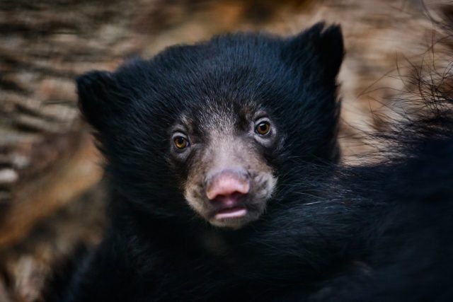 Mládě medvěda pyskatého ve zlínské zoo | foto: Zoo Zlín