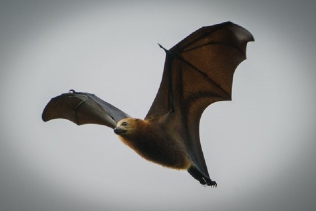 Vzácný Livingstone's Fruit Bat,  foto z ostrova Mohéli z Expedice Z101 | foto: Expedice Z101  (bodhi.style s.r.o.)