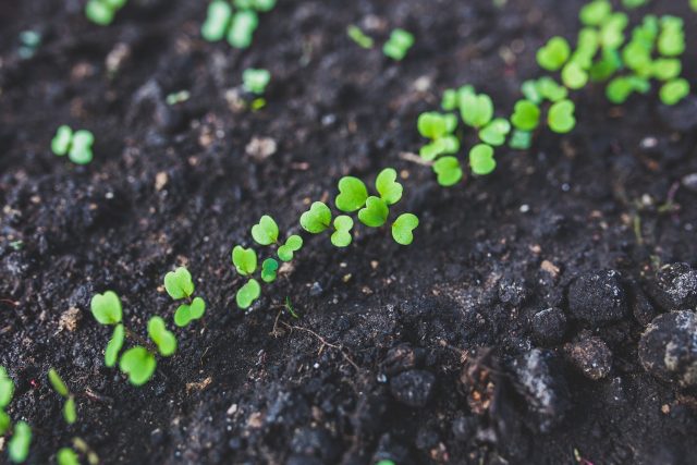 Rukola,  sazenice,  rostlina,  pěstování,  zahradničení | foto: Fotobanka Pixabay