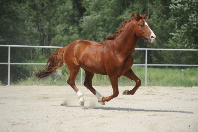 Moravský teplokrevník,  Hřebčín Galatík | foto: Dalibor Gregor,  archiv Hřebčín Galatík