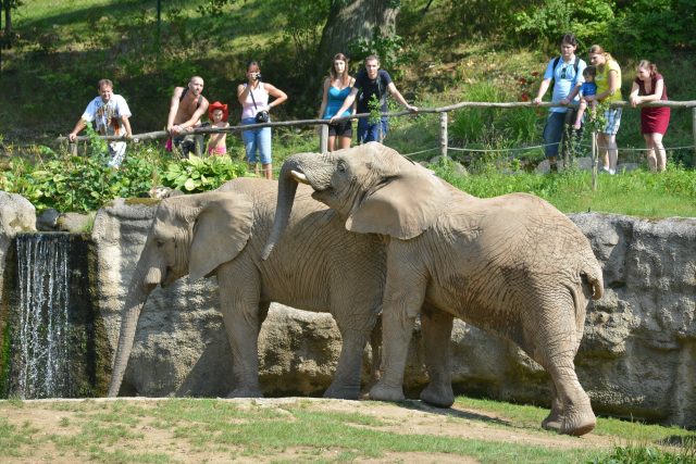 Sloni afričtí v ZOO Lešná | foto:  ZOO Lešná