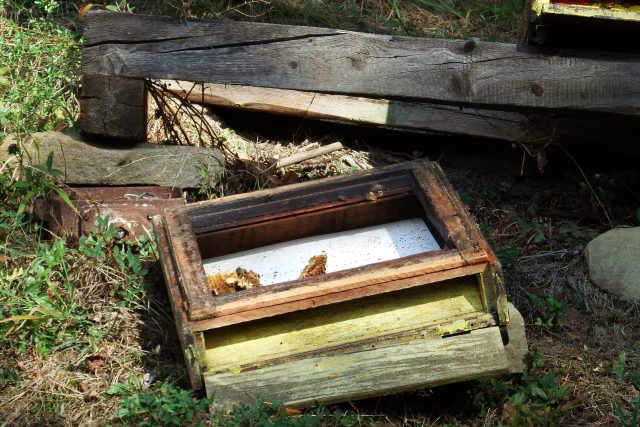 Medvěd na Vsetínsku ničil úly a trhal ovce | foto: Správa CHKO Beskydy