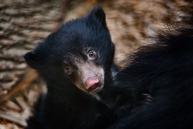 Mládě medvěda pyskatého | foto: Zoologická zahrada Zlín
