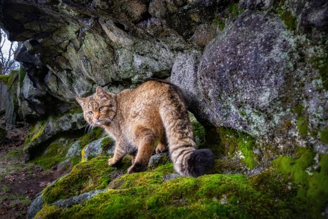 Tuto kočku divokou zachytila fotopast v Doupovských horách | foto: Vladimír Čech ml.