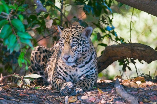 Do zlínské zoologické zahrady by se měly vrátit jaguáři | foto: Fotobanka Profimedia