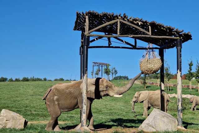 Zoo Zlín-Lešná,  sloní samec Jack | foto: Roman Verner,  Český rozhlas