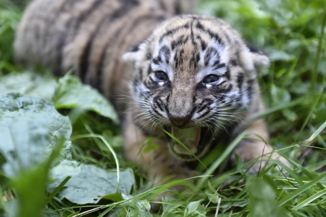 Mládě tygra ve zlínské zoo | foto: Dalibor Glück,  ČTK
