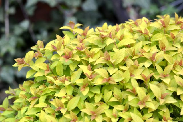 Spiraea japonica,  tavolník,  který lze dobře tvarovat a má zajímavou barvu | foto: Jolana Nováková,  Český rozhlas