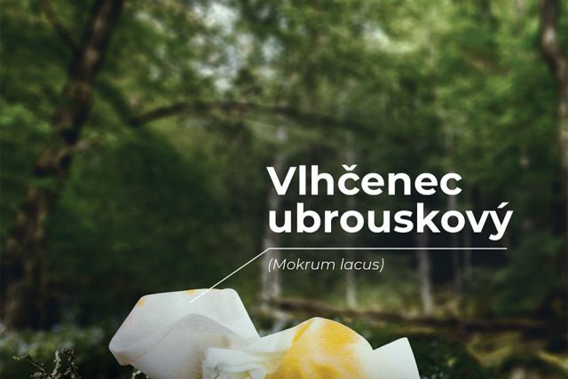 Vlhčenec ubrouskový - startuje kampaň Není zvěř jako zvěř | foto: Správa Krkonošského národního parku