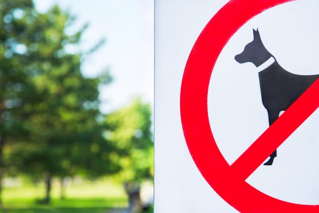 Zákaz venčení psů  (ilustrační) | foto: Profimedia