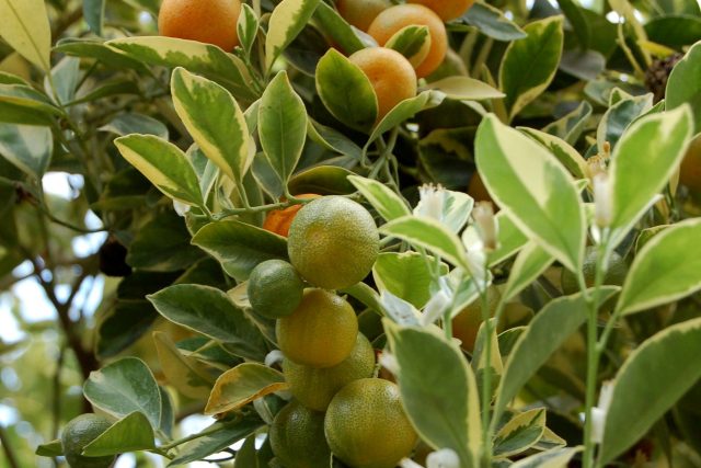 Zajímavý citrus kalamondin | foto: Ivan Dvořák
