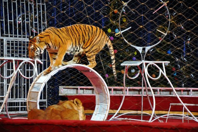 cirkus,  tygr,  drezura šelem | foto: Fotobanka Profimedia