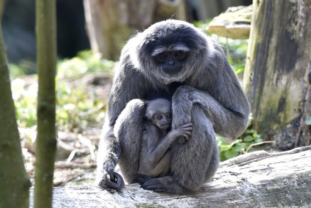 Zlínská zoologická zahrada představila 17. dubna 2019 mládě gibona stříbrného | foto: ČTK