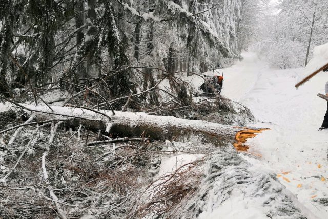 Spadlý strom,  který v Javorníkách zranil lyžařku | foto: Horská služba