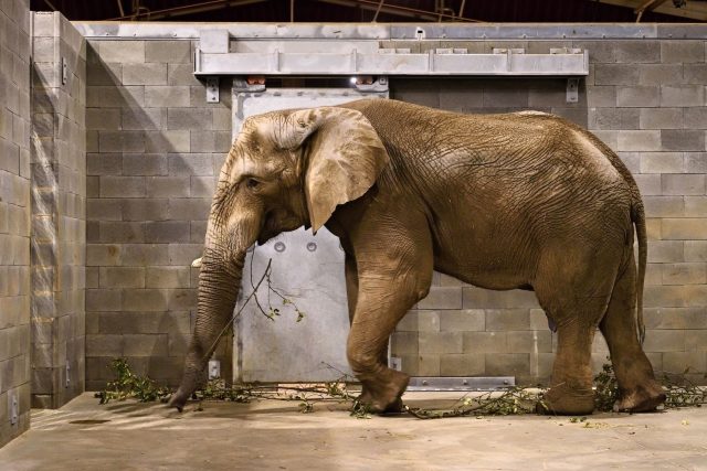 Zoo Zlín - samec slona afrického Jack | foto: Archiv Zoo Zlín